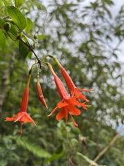 Fuchsia venusta