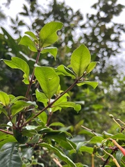 Fuchsia venusta