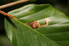 Stigmella tityrella