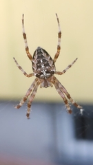Araneus diadematus