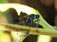 Ammophila procera