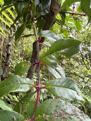 Fuchsia venusta
