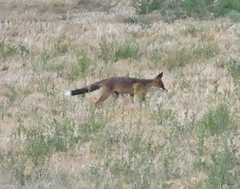 Vulpes vulpes crucigera
