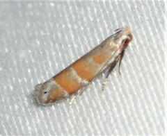 Battaristis vittella