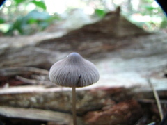 Mycena filopes