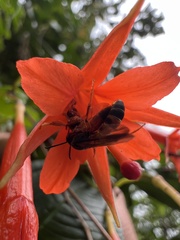 Fuchsia venusta