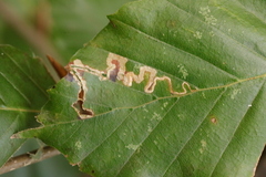 Stigmella tityrella
