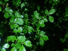 Euonymus alatus