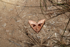 Phlogophora periculosa