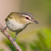 Vireo olivaceus - Photo (c) Greg Lasley,  זכויות יוצרים חלקיות (CC BY-NC), uploaded by Greg Lasley
