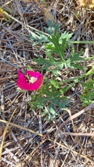 Callirhoe involucrata