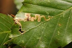 Stigmella tityrella
