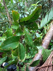 Coccoloba diversifolia