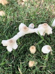 Leucocoprinus
