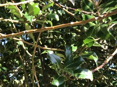 Ilex aquifolium