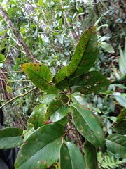 Coccoloba diversifolia