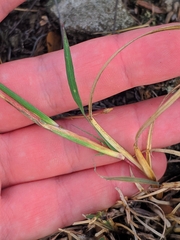 Bothriochloa ischaemum