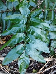 Cupania
