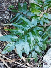 Cupania