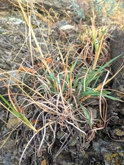 Bothriochloa ischaemum