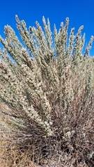Artemisia filifolia