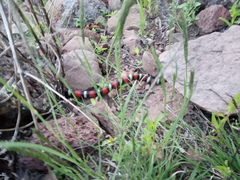 Lampropeltis polyzona