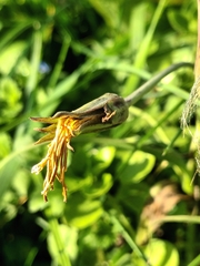 Tragopogon orientalis
