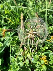 Tragopogon orientalis