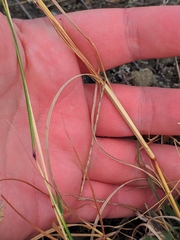 Bothriochloa ischaemum