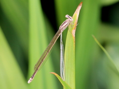 Pseudagrion kersteni