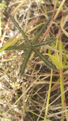 Dactyloctenium aegyptium
