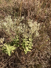 Eupatorium rotundifolium