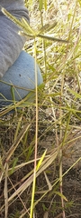 Dactyloctenium aegyptium