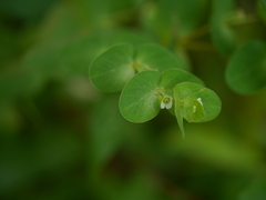 Euphorbia notoptera