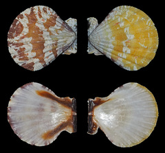Bractechlamys vexillum