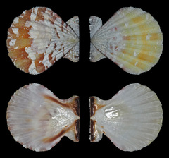 Bractechlamys vexillum