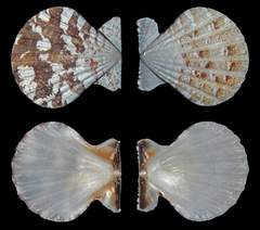 Bractechlamys vexillum
