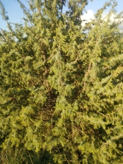 Juniperus oxycedrus