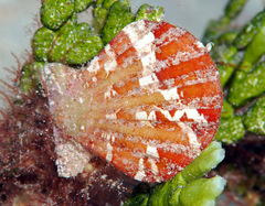 Bractechlamys vexillum