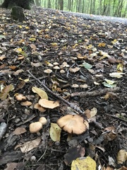 Paralepista flaccida