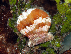 Bractechlamys vexillum