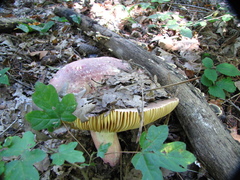 Russula olivacea