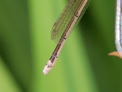 Pseudagrion kersteni