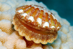 Bractechlamys vexillum