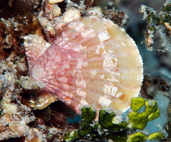 Bractechlamys vexillum