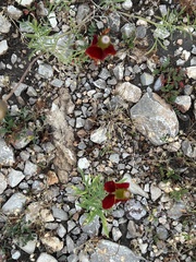 Ratibida columnifera