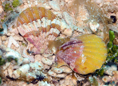 Bractechlamys vexillum