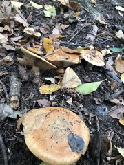 Paralepista flaccida