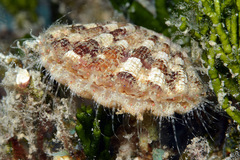 Bractechlamys vexillum