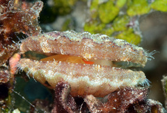 Bractechlamys vexillum